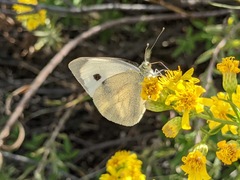 Pieris brassicae