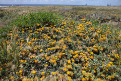 Acmispon argophyllus adsurgens