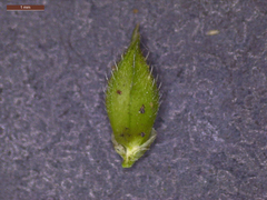 Echinochloa crus-pavonis