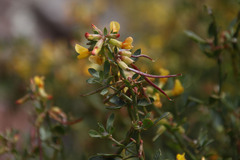 Acmispon dendroideus traskiae