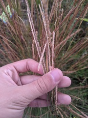 Elionurus tripsacoides