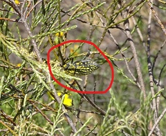 Julodis fascicularis