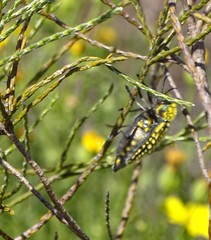 Julodis fascicularis