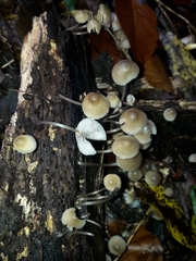 Mycena arcangeliana