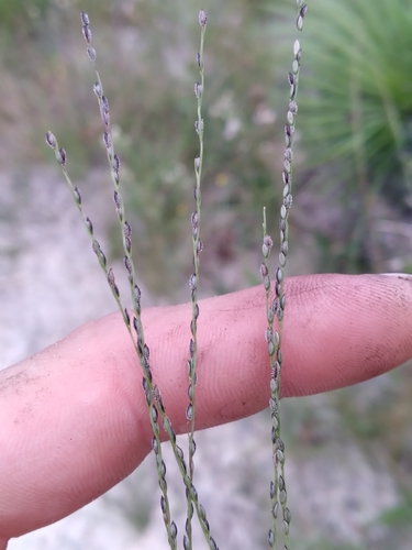 Image of Digitaria filiformis by (c) Scott Ward, some rights reserved (CC BY)