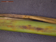 Echinochloa crus-pavonis