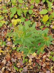 Solidago rugosa
