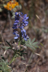 Lupinus guadalupensis