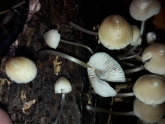 Mycena arcangeliana
