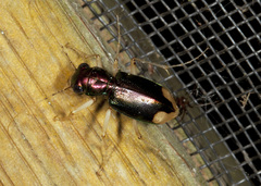 Tetracha carolina