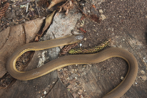 Photo of a Southern Brown Egg Eater (Dasypeltis inornata)