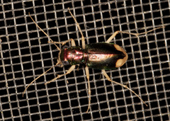 Tetracha carolina