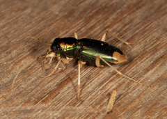 Tetracha carolina