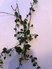 Lysimachia nummularia