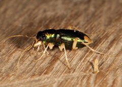Tetracha carolina
