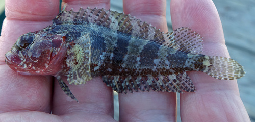 Dons-slijmvis (Gobioclinus kalisherae) — Labrisomidae — 3