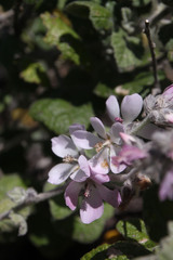 Malacothamnus clementinus