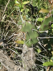 Opuntia elata