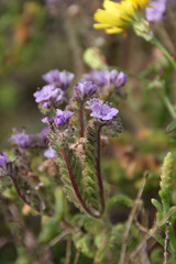 Phacelia floribunda