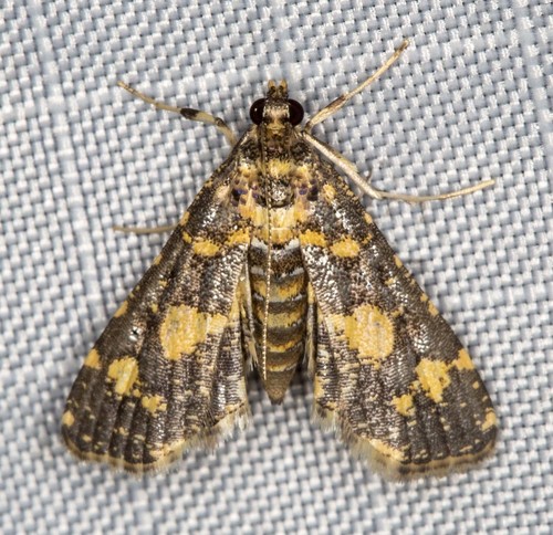 Yellow Blotched Pearl Moth