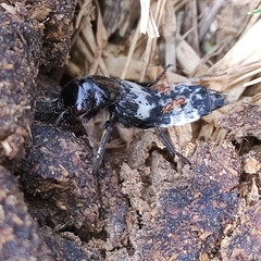 Creophilus maxillosus