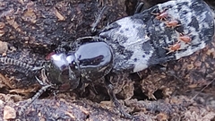 Creophilus maxillosus