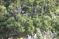 Prunus ilicifolia lyonii
