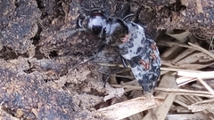 Creophilus maxillosus