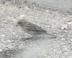 Passer domesticus
