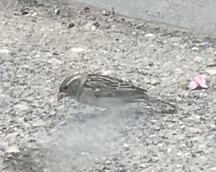 Passer domesticus