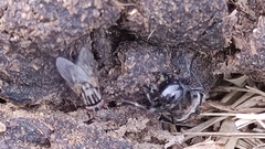 Creophilus maxillosus