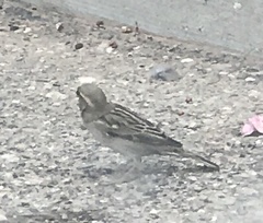 Passer domesticus