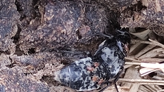 Creophilus maxillosus