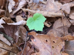 Tiarella stolonifera