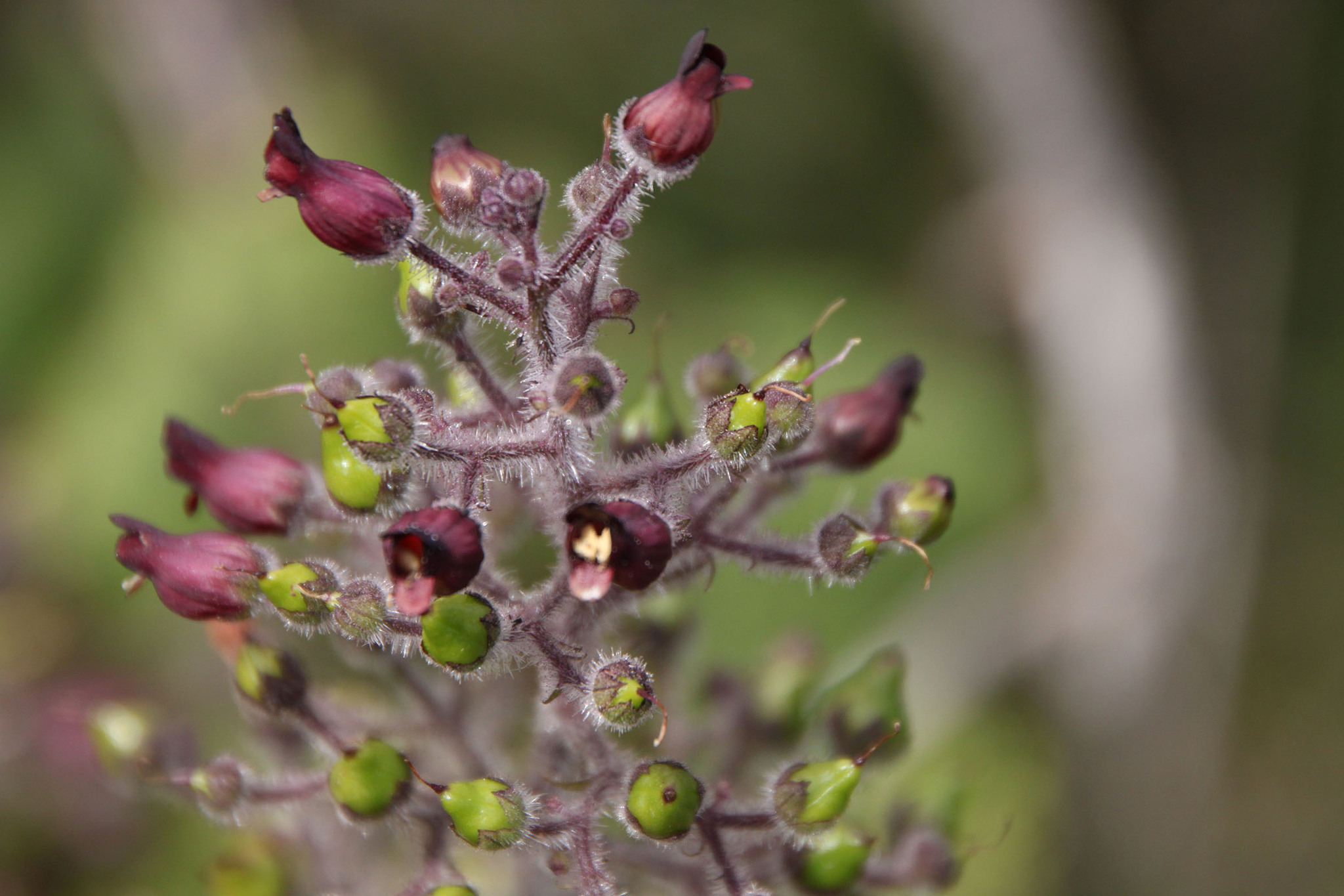 Scrophularia villosa