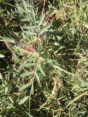 Vicia andicola