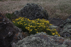Senecio lyonii