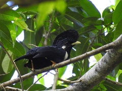 Basilornis galeatus