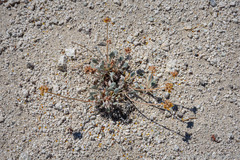 Eriogonum alexanderae