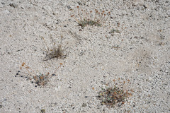 Eriogonum alexanderae