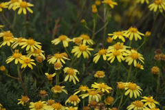Senecio lyonii
