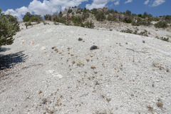 Eriogonum alexanderae