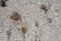 Eriogonum alexanderae