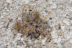 Eriogonum alexanderae