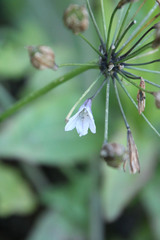 Triteleia clementina