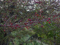 Crataegus