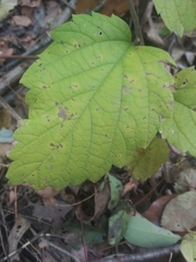 Celtis occidentalis