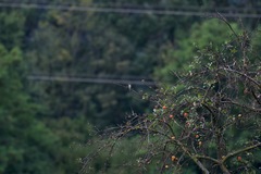 Muscicapa striata striata