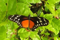 Heliconius hecalesia