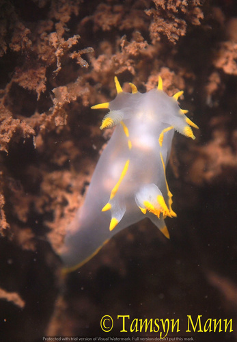 Polycera faeroensis